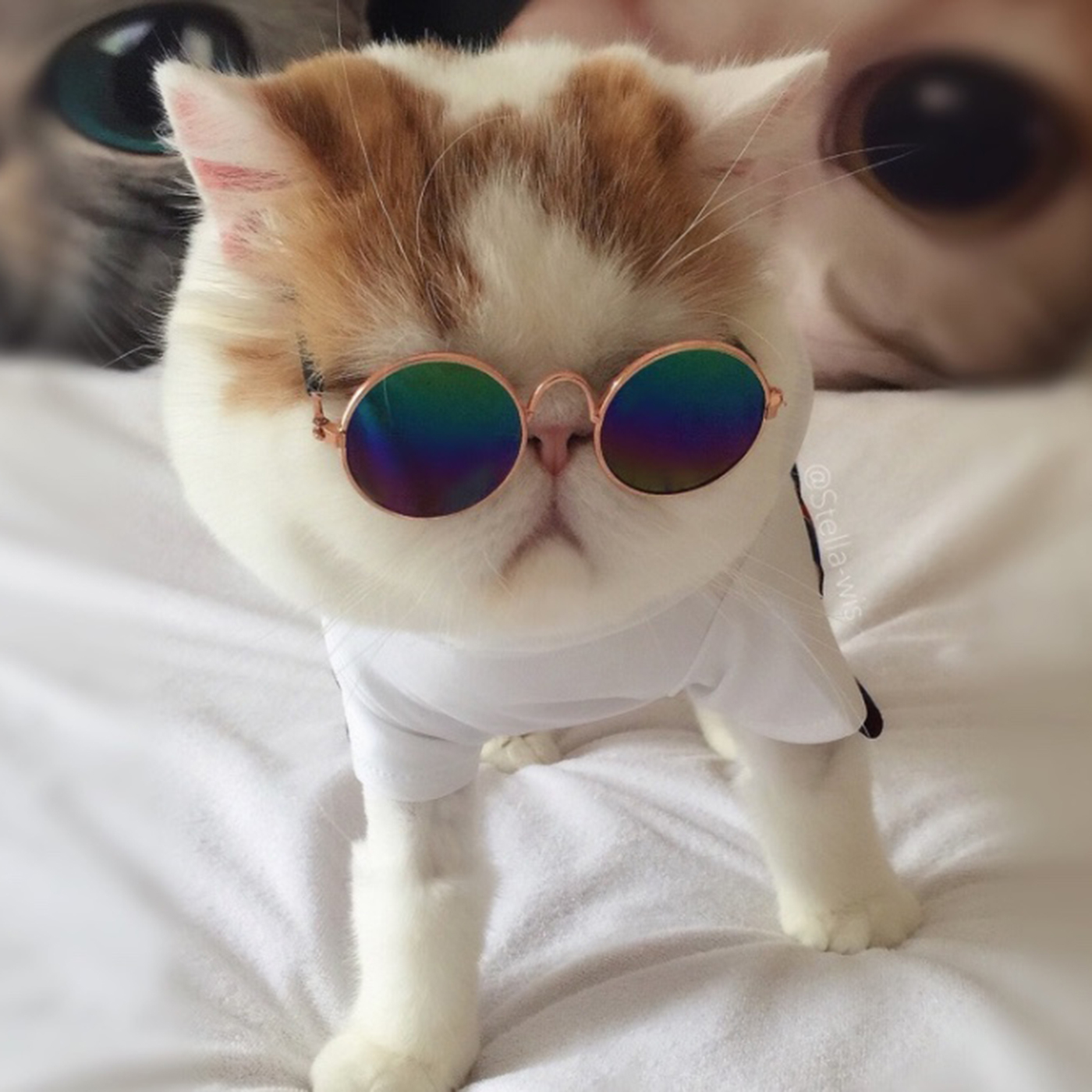 Cool Sunglasses For Pet3